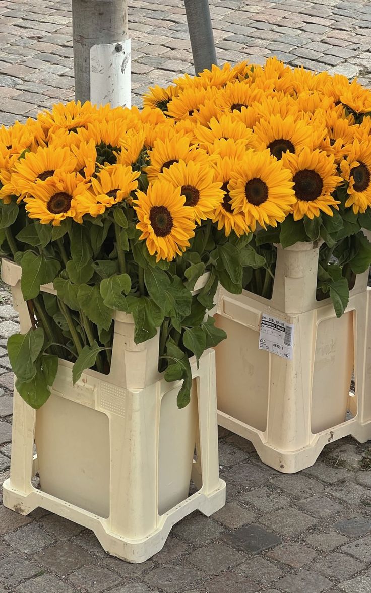 Welcome to the House of Sunshine